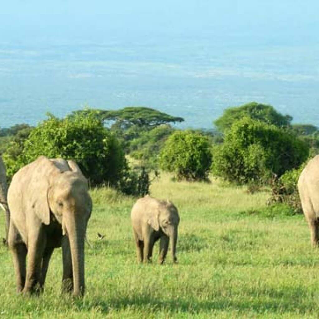 rajajinationalpark Vaibhav Laxmi Tourism